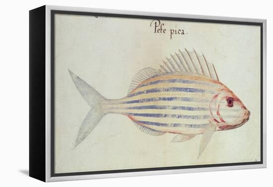 Blue Striped Grunt Fish-John White-Framed Premier Image Canvas