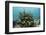 Blue Striped Grunt, Hol Chan Marine Reserve, Belize-Pete Oxford-Framed Photographic Print