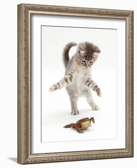 Blue Tabby Kitten Playing with a Common European Toad (Bufo Bufo)-Mark Taylor-Framed Photographic Print