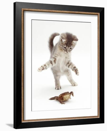 Blue Tabby Kitten Playing with a Common European Toad (Bufo Bufo)-Mark Taylor-Framed Photographic Print