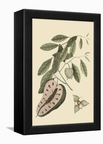 Blue Tail Lizard-Mark Catesby-Framed Stretched Canvas