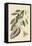 Blue Tail Lizard-Mark Catesby-Framed Stretched Canvas