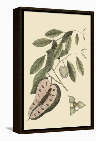 Blue Tail Lizard-Mark Catesby-Framed Stretched Canvas