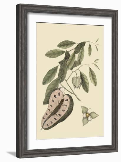 Blue Tail Lizard-Mark Catesby-Framed Art Print