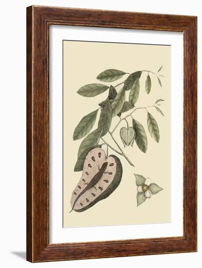 Blue Tail Lizard-Mark Catesby-Framed Art Print