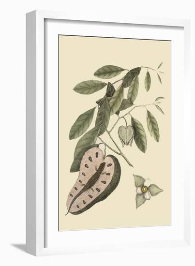 Blue Tail Lizard-Mark Catesby-Framed Art Print