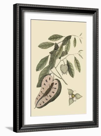 Blue Tail Lizard-Mark Catesby-Framed Art Print