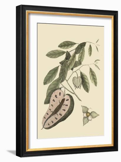 Blue Tail Lizard-Mark Catesby-Framed Art Print