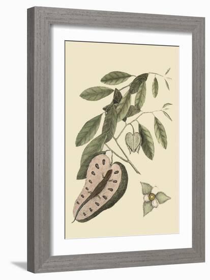 Blue Tail Lizard-Mark Catesby-Framed Premium Giclee Print