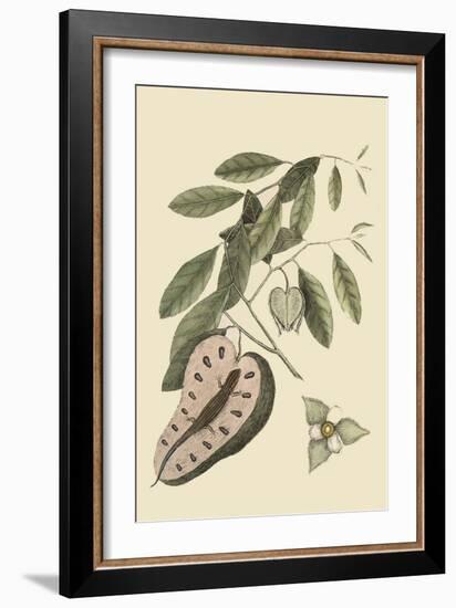 Blue Tail Lizard-Mark Catesby-Framed Premium Giclee Print