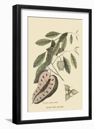 Blue Tail Lizard-Mark Catesby-Framed Art Print