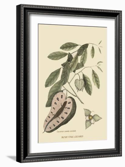 Blue Tail Lizard-Mark Catesby-Framed Art Print
