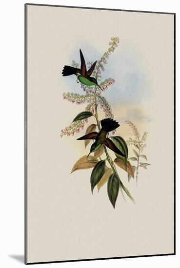 Blue-Tailed Amazili, Amazilia Cyanura-John Gould-Mounted Giclee Print