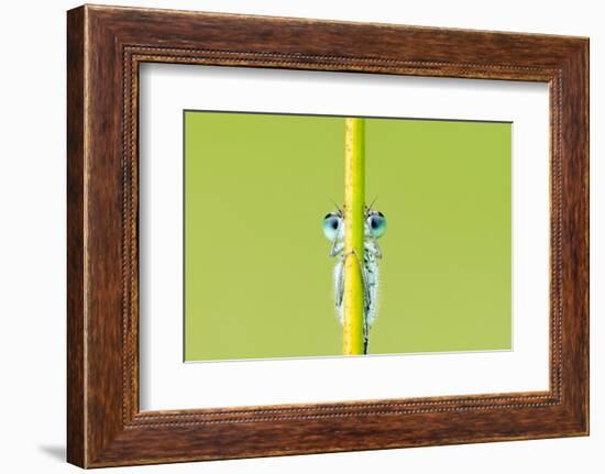 Blue-tailed damselfly, Cornwall, England, UK, June-Ross Hoddinott / 2020VISION-Framed Photographic Print