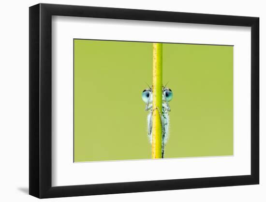 Blue-tailed damselfly, Cornwall, England, UK, June-Ross Hoddinott / 2020VISION-Framed Photographic Print