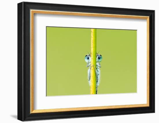 Blue-tailed damselfly, Cornwall, England, UK, June-Ross Hoddinott / 2020VISION-Framed Photographic Print