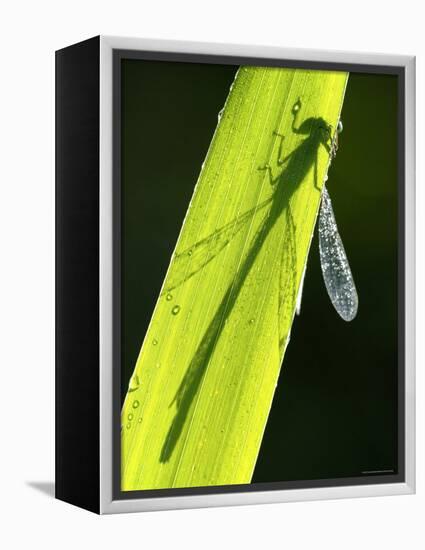 Blue-Tailed Damselfly, Silhouette on Leaf, Tamar Lake, Cornwall, UK-Ross Hoddinott-Framed Premier Image Canvas