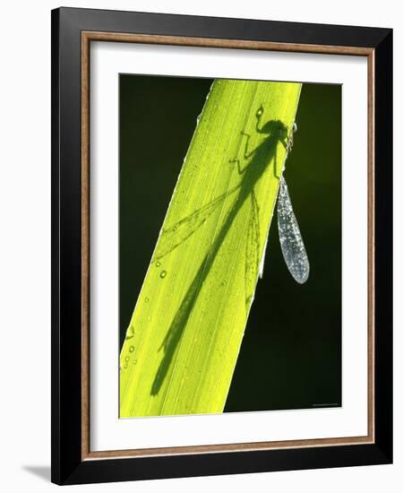 Blue-Tailed Damselfly, Silhouette on Leaf, Tamar Lake, Cornwall, UK-Ross Hoddinott-Framed Photographic Print