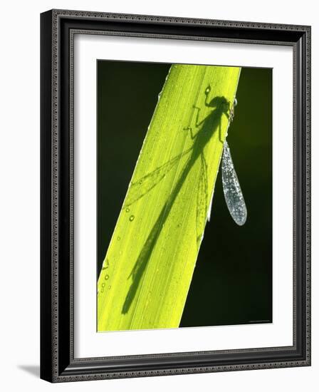 Blue-Tailed Damselfly, Silhouette on Leaf, Tamar Lake, Cornwall, UK-Ross Hoddinott-Framed Photographic Print