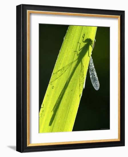 Blue-Tailed Damselfly, Silhouette on Leaf, Tamar Lake, Cornwall, UK-Ross Hoddinott-Framed Photographic Print