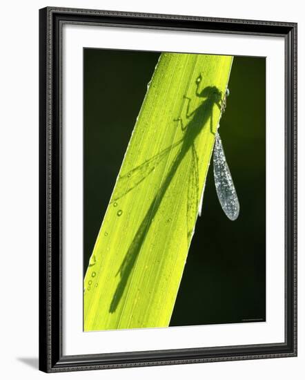 Blue-Tailed Damselfly, Silhouette on Leaf, Tamar Lake, Cornwall, UK-Ross Hoddinott-Framed Photographic Print