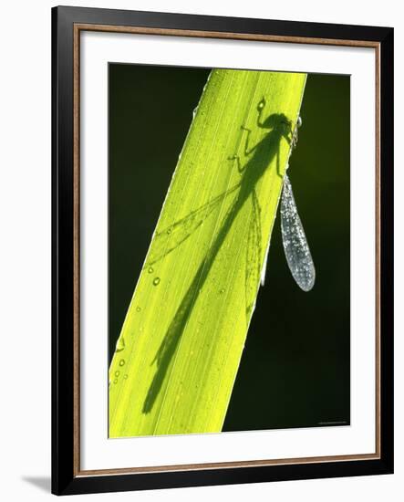 Blue-Tailed Damselfly, Silhouette on Leaf, Tamar Lake, Cornwall, UK-Ross Hoddinott-Framed Photographic Print