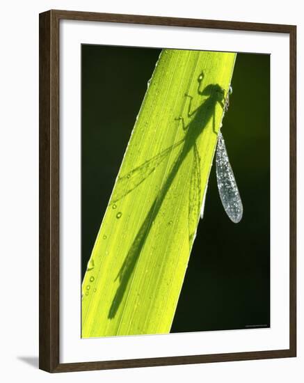 Blue-Tailed Damselfly, Silhouette on Leaf, Tamar Lake, Cornwall, UK-Ross Hoddinott-Framed Photographic Print