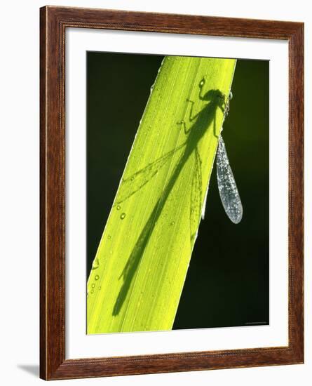 Blue-Tailed Damselfly, Silhouette on Leaf, Tamar Lake, Cornwall, UK-Ross Hoddinott-Framed Photographic Print