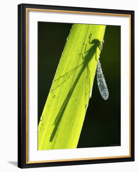 Blue-Tailed Damselfly, Silhouette on Leaf, Tamar Lake, Cornwall, UK-Ross Hoddinott-Framed Photographic Print