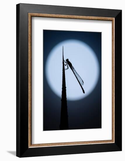 Blue tailed damselfly silhouetted against the moon, Cornwall-Ross Hoddinott-Framed Photographic Print