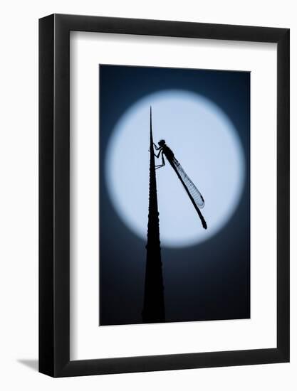 Blue tailed damselfly silhouetted against the moon, Cornwall-Ross Hoddinott-Framed Photographic Print