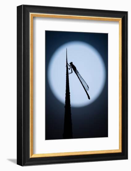 Blue tailed damselfly silhouetted against the moon, Cornwall-Ross Hoddinott-Framed Photographic Print