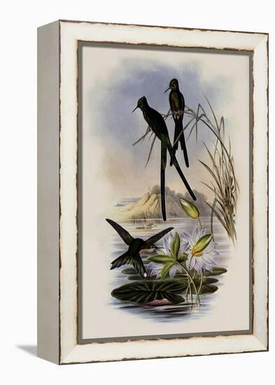 Blue-Tailed Sylph, Cynanthus Cyanurus-John Gould-Framed Premier Image Canvas