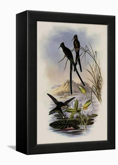 Blue-Tailed Sylph, Cynanthus Cyanurus-John Gould-Framed Premier Image Canvas