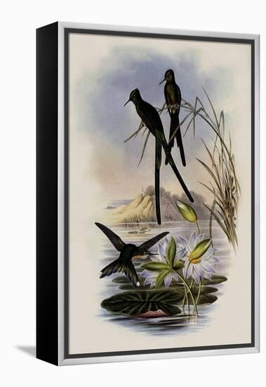 Blue-Tailed Sylph, Cynanthus Cyanurus-John Gould-Framed Premier Image Canvas