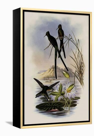 Blue-Tailed Sylph, Cynanthus Cyanurus-John Gould-Framed Premier Image Canvas