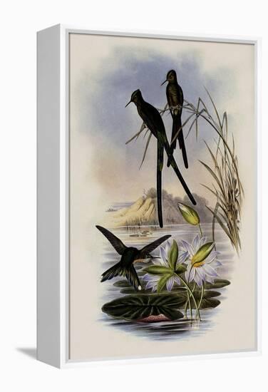 Blue-Tailed Sylph, Cynanthus Cyanurus-John Gould-Framed Premier Image Canvas