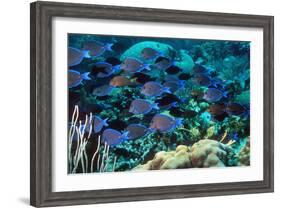 Blue Tang Shoal-Georgette Douwma-Framed Photographic Print