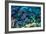 Blue Tang Shoal-Georgette Douwma-Framed Photographic Print