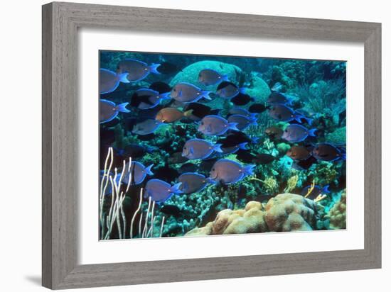 Blue Tang Shoal-Georgette Douwma-Framed Photographic Print