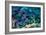 Blue Tang Shoal-Georgette Douwma-Framed Photographic Print