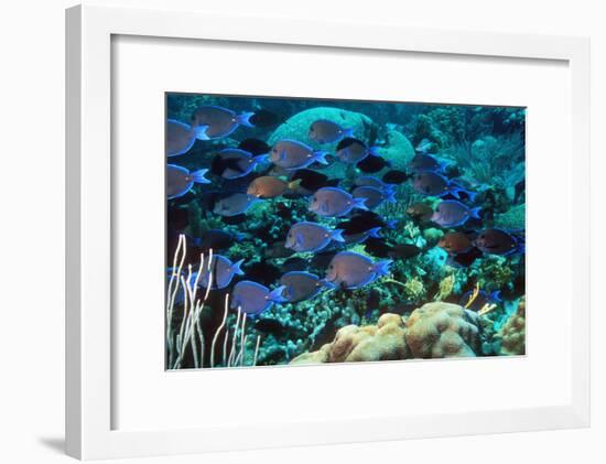 Blue Tang Shoal-Georgette Douwma-Framed Photographic Print