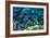 Blue Tang Shoal-Georgette Douwma-Framed Photographic Print