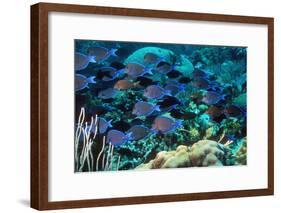 Blue Tang Shoal-Georgette Douwma-Framed Photographic Print