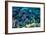 Blue Tang Shoal-Georgette Douwma-Framed Photographic Print