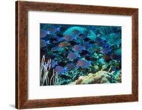 Blue Tang Shoal-Georgette Douwma-Framed Photographic Print