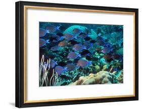 Blue Tang Shoal-Georgette Douwma-Framed Photographic Print