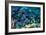 Blue Tang Shoal-Georgette Douwma-Framed Photographic Print