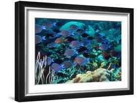 Blue Tang Shoal-Georgette Douwma-Framed Photographic Print