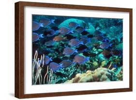 Blue Tang Shoal-Georgette Douwma-Framed Photographic Print